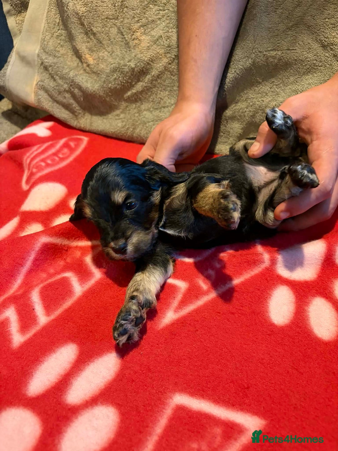 Cockapoo dogs for sale: Stunning health tested F1b toy cockapoos - Advert 6