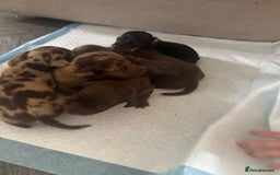 Miniature Dachshund dogs for sale: REDUCED Miniature dachshund Last Two available  in Hook - Image 10
