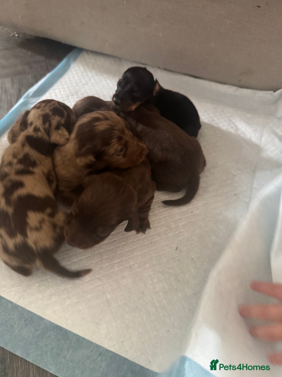Miniature Dachshund dogs for sale: REDUCED Miniature dachshund Last Two available  in Hook - Image 10