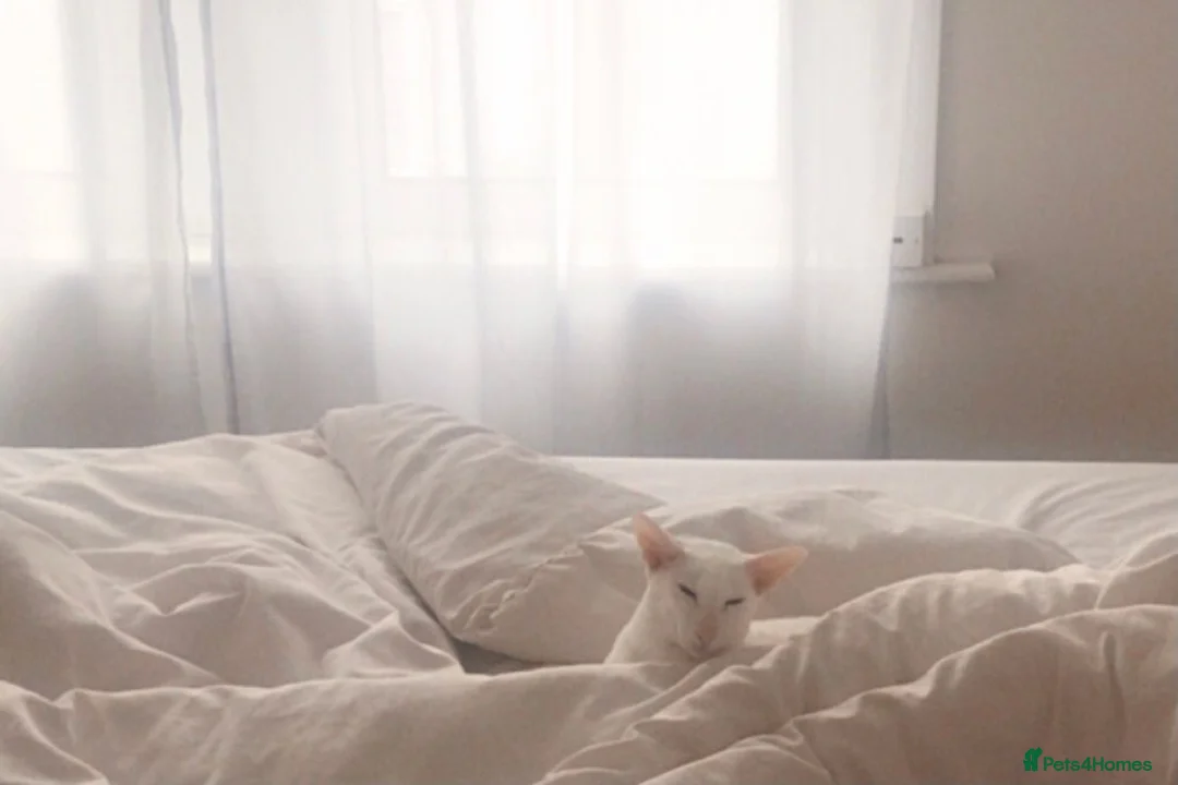 Oriental cats for sale: Very Special Home Needed for Maya in Southsea - Advert 5