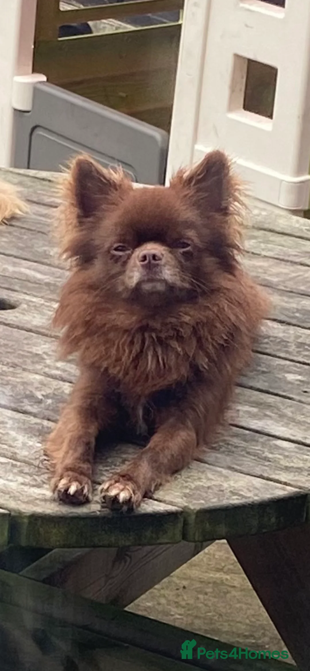 Chihuahua dogs for stud: KC Reg Chihuahua Stud in Stourbridge - Advert 12