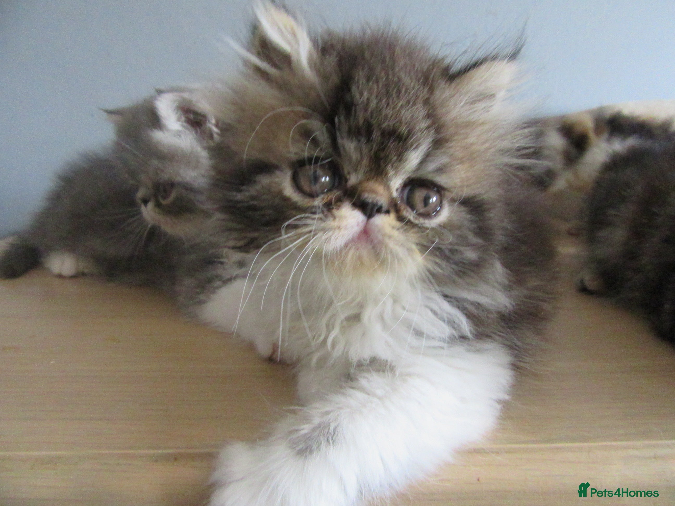 Persian cats Lovely Persian Female Kitten Ready now - Advert 21