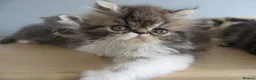 Persian cats for sale: Lovely Persian Female Kitten - Advert 3