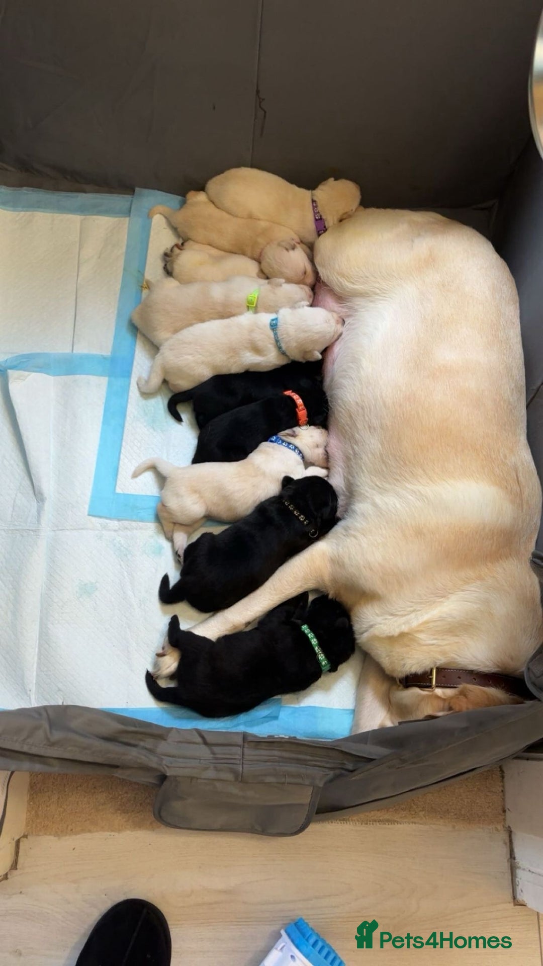 Mixed Breed dogs for sale: 8 gorgeous Huskador puppies for sale  - Advert 1