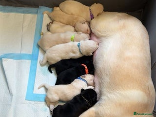 Mixed Breed dogs 8 gorgeous Huskador puppies for sale - Advert 1