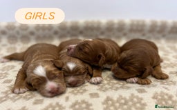 Cockapoo dogs for sale: F1 Show Type Cockapoo Puppies - Image 6