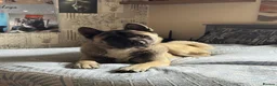 Mixed Breed dogs for sale: Northern inuit cross American akita female  - Advert 9