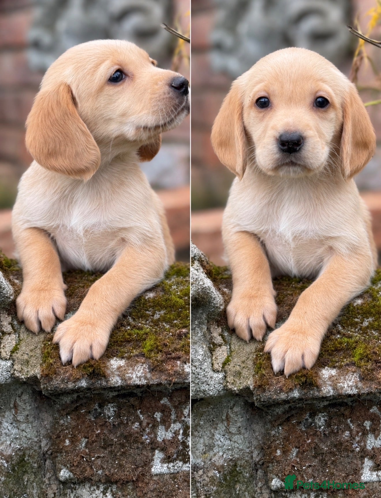 Cockerdor dogs Beautiful Deep Red Cockerdors DNA Clear - Advert 1