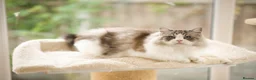 Ragdoll cats for sale: GCCF retired male looking for forever home - Advert 3