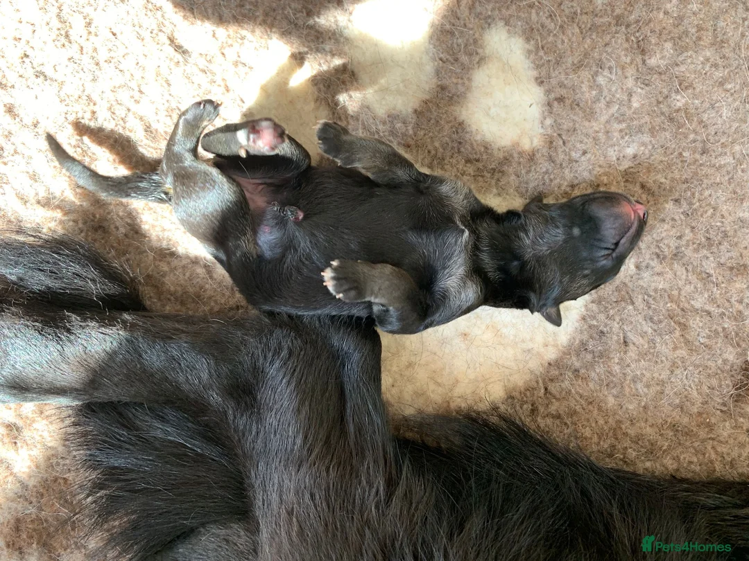 German Shepherd dogs for stud: Health tested Stunning kc reg sable stud  in Bedford - Advert 6