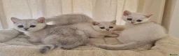 British Shorthair cats for sale: BRITISH SHORTHAIR KITTEN BLUE EYES  - Advert 34