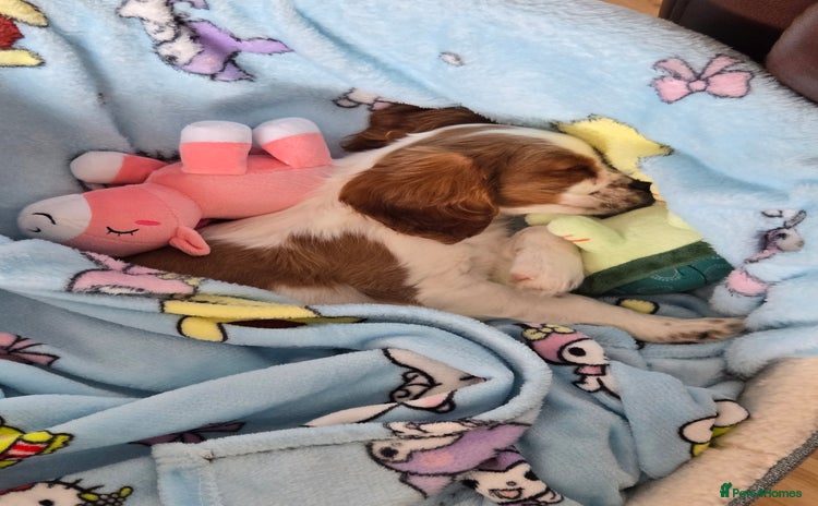 Cavalier King Charles Spaniel dogs - Advert 1