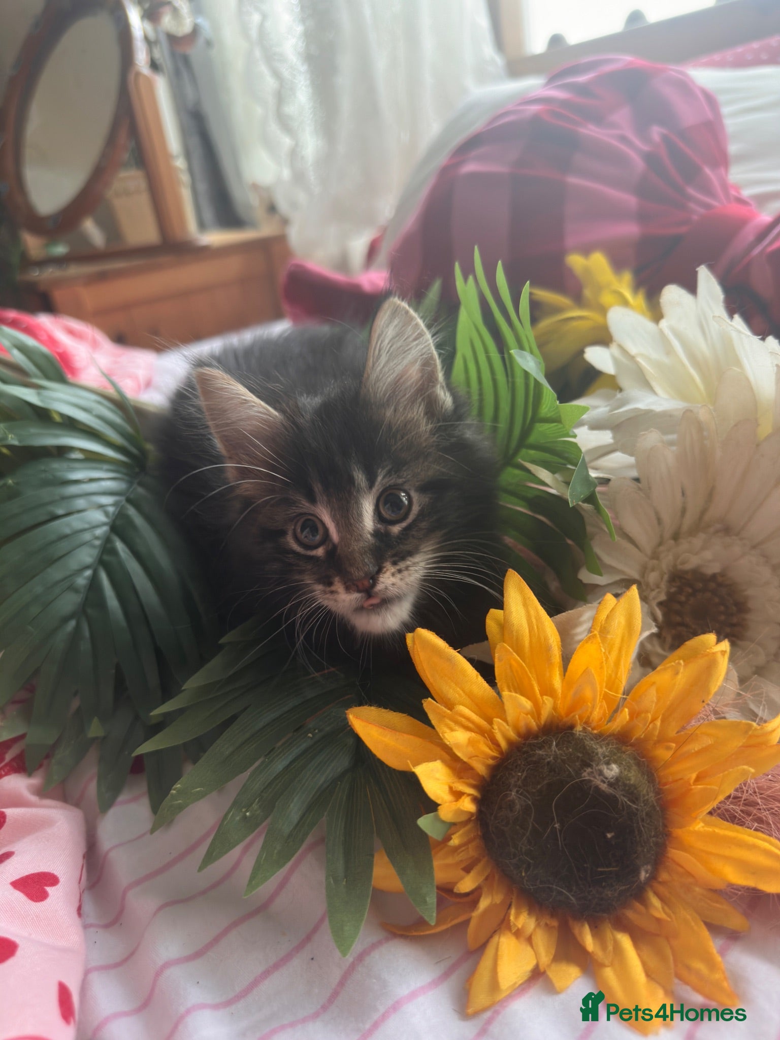 Maine Coon cats Maine Coon kitten 1 tabby boy left!  - Advert 16
