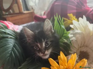 Maine Coon cats Maine Coon kitten 1 tabby boy left! - Advert 16