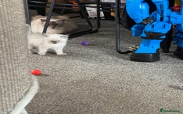 Ragdoll cats for sale: Adorable Ragdoll baby’s  - Image 22