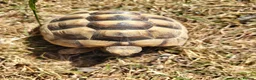 Tortoise reptiles for sale: Greek spur-thighed tortoises (Testudo graeca)  - Advert 5
