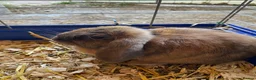 Mixed Breed rabbits for sale: Beautiful baby bunnies  - Advert 4