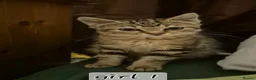 Mixed Breed cats for sale: Maincoon cross kittens ready to leave  - Advert 6