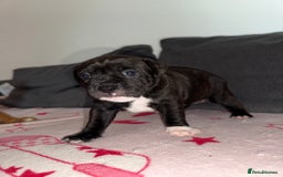 Mixed Breed dogs for sale: Staffy-Cross Puppies - Image 8