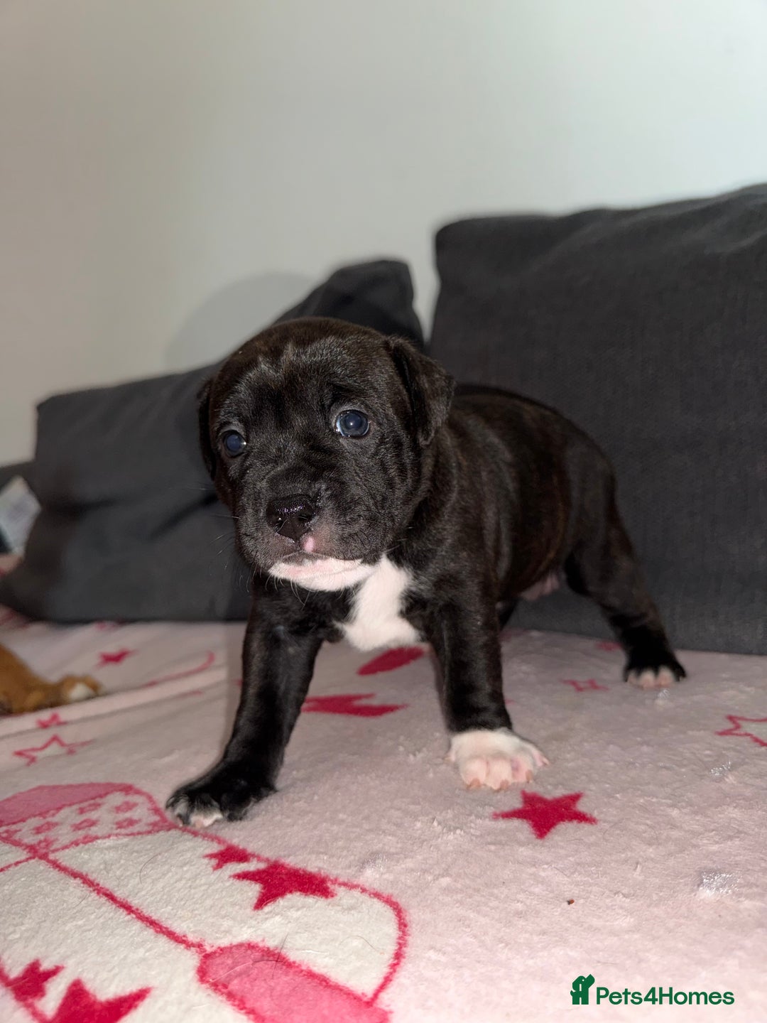 Mixed Breed dogs for sale: Staffy-Cross Puppies - Image 8