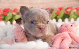 French Bulldog dogs for sale: Kc registered new shade french bulldogs - Image 11