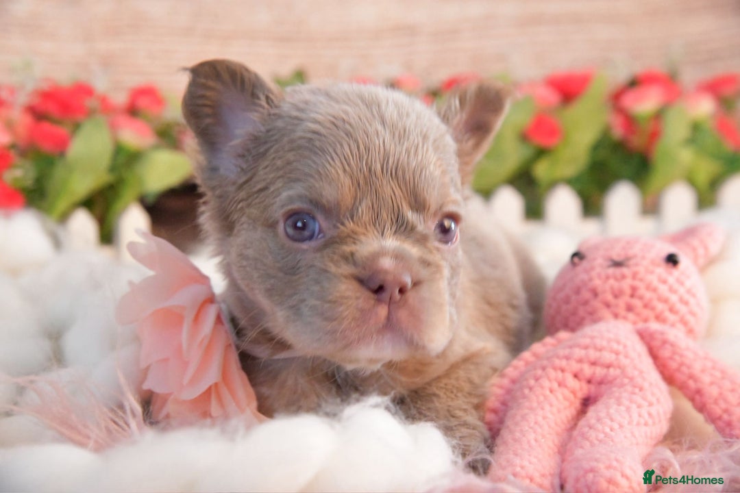 French Bulldog dogs for sale: Kc registered new shade french bulldogs - Image 11