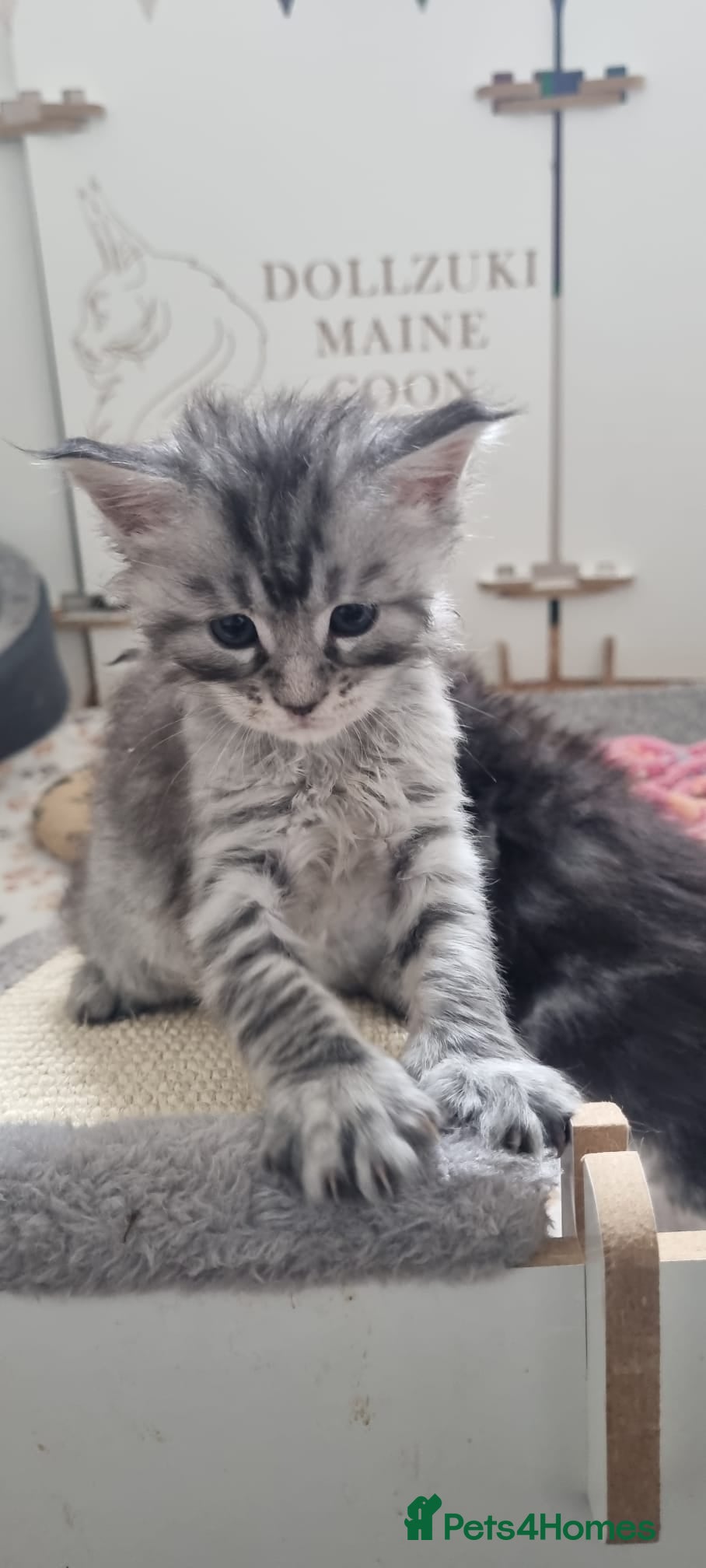 Maine Coon cats Tica Registered, Russian Line Maine Coon Kittens - Advert 1