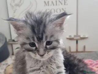 Maine Coon cats Tica Registered, Russian Line Maine Coon Kittens - Advert 1