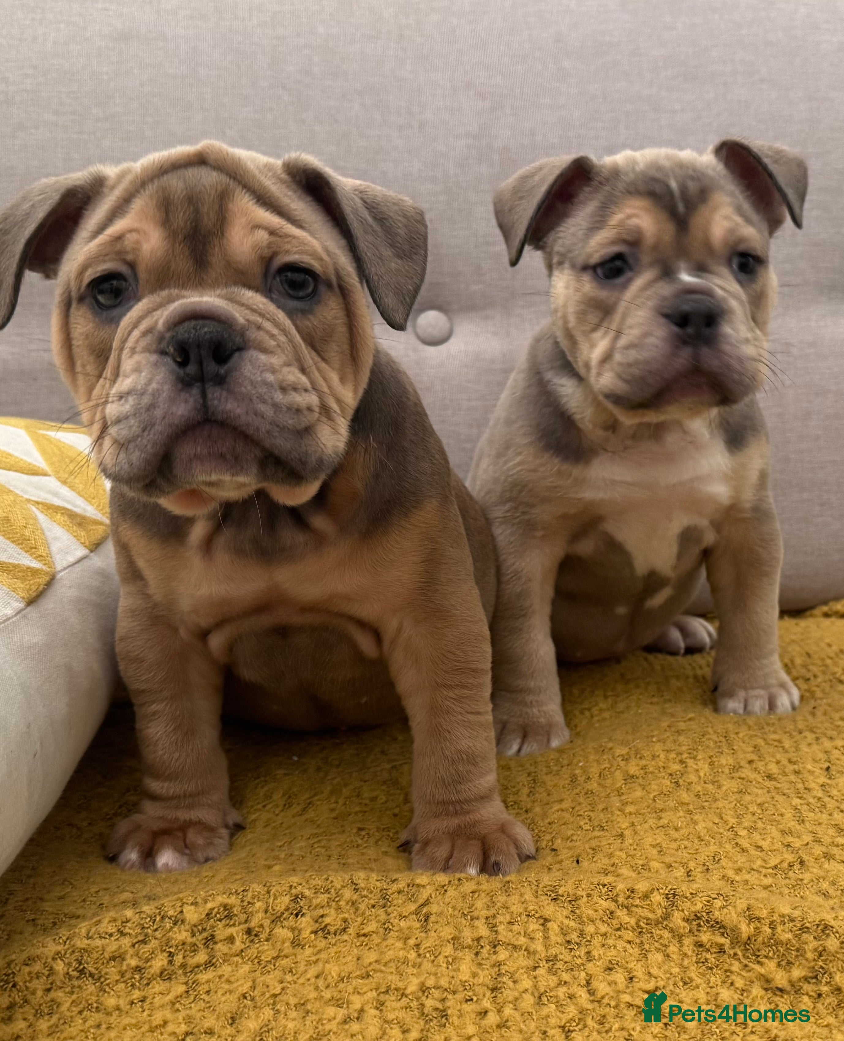 Olde English Bulldogge dogs Stunning Olde English Bulldog puppies - Advert 1