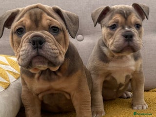 Olde English Bulldogge dogs Stunning Olde English Bulldog puppies - Advert 5