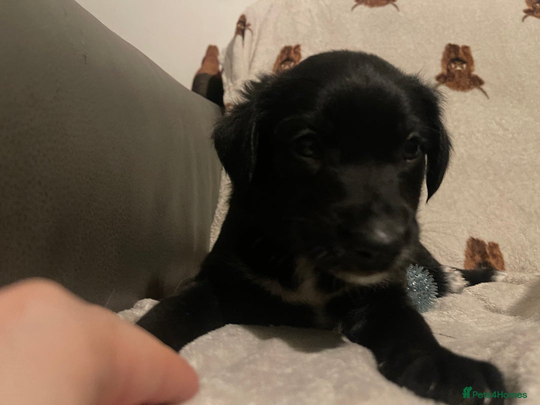 Mixed Breed dogs for sale: 🌟 Collie x Golden Retriever Puppies 🌟 - Image 11