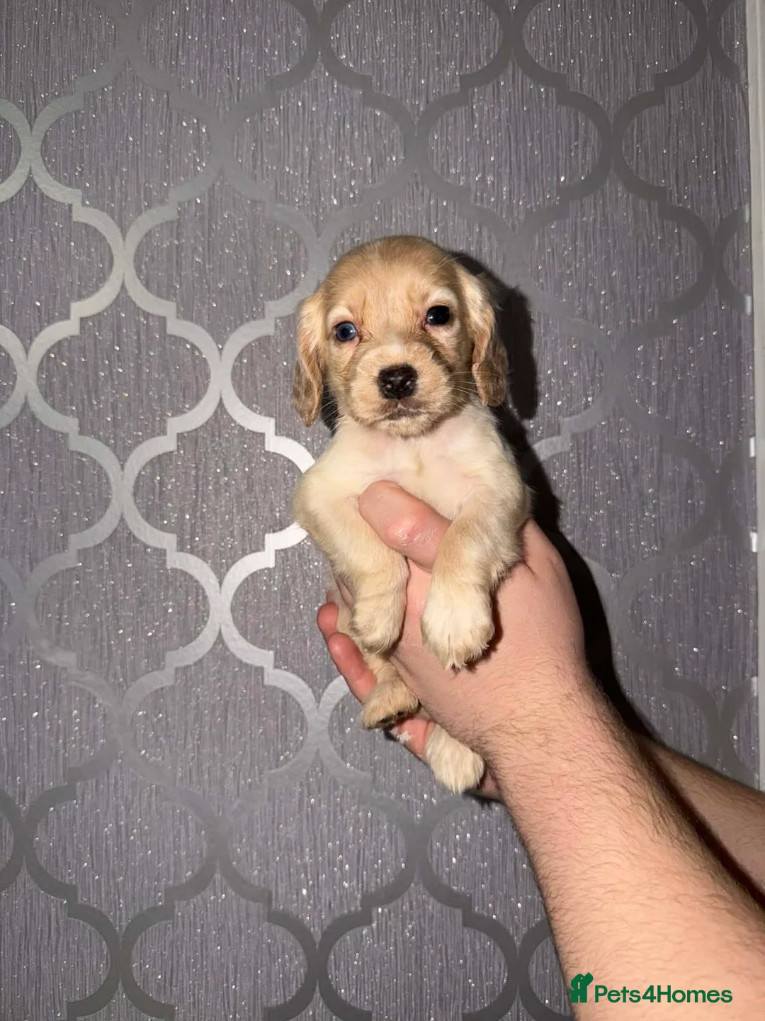 Cocker Spaniel dogs for sale: Beautiful cocker spaniel puppy’s for sale  - Advert 16