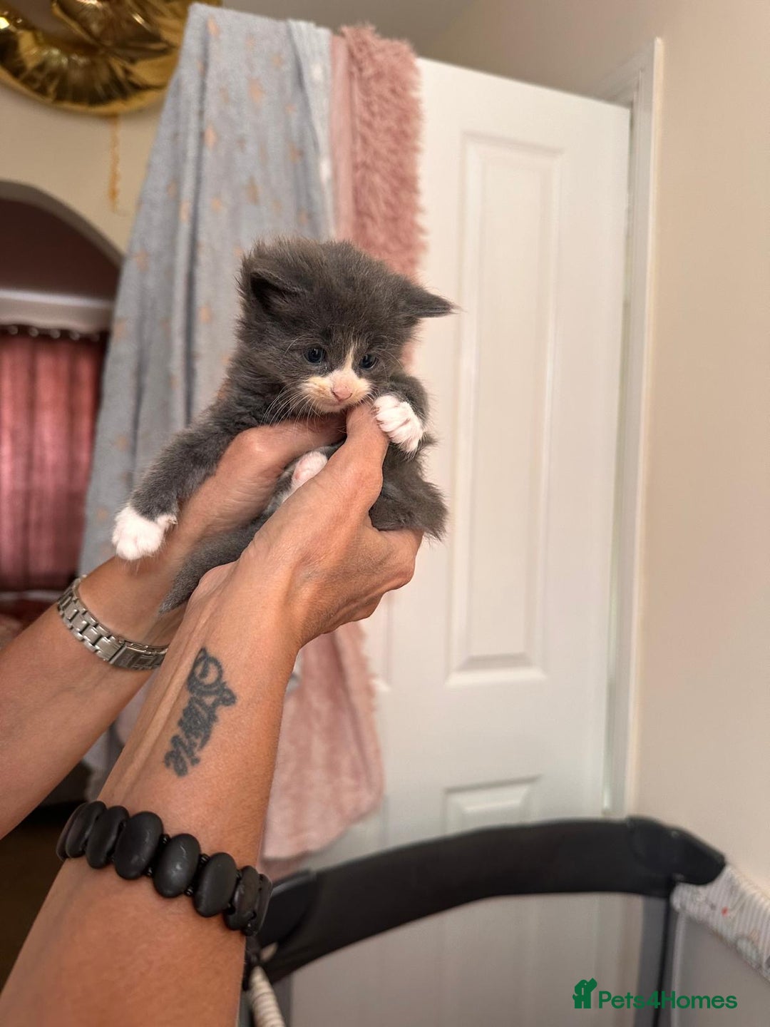 Mixed Breed cats for sale: Ragdoll cross birthed 5 babies in Paignton - Image 8