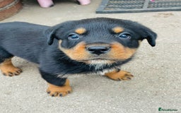 Rottweiler dogs for sale: 6 Chunky Rottweiler Puppies  - Image 7