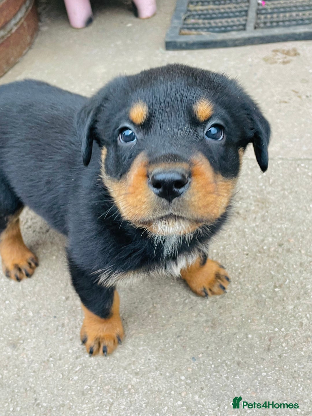 Rottweiler dogs for sale: 6 Chunky Rottweiler Puppies  - Image 7