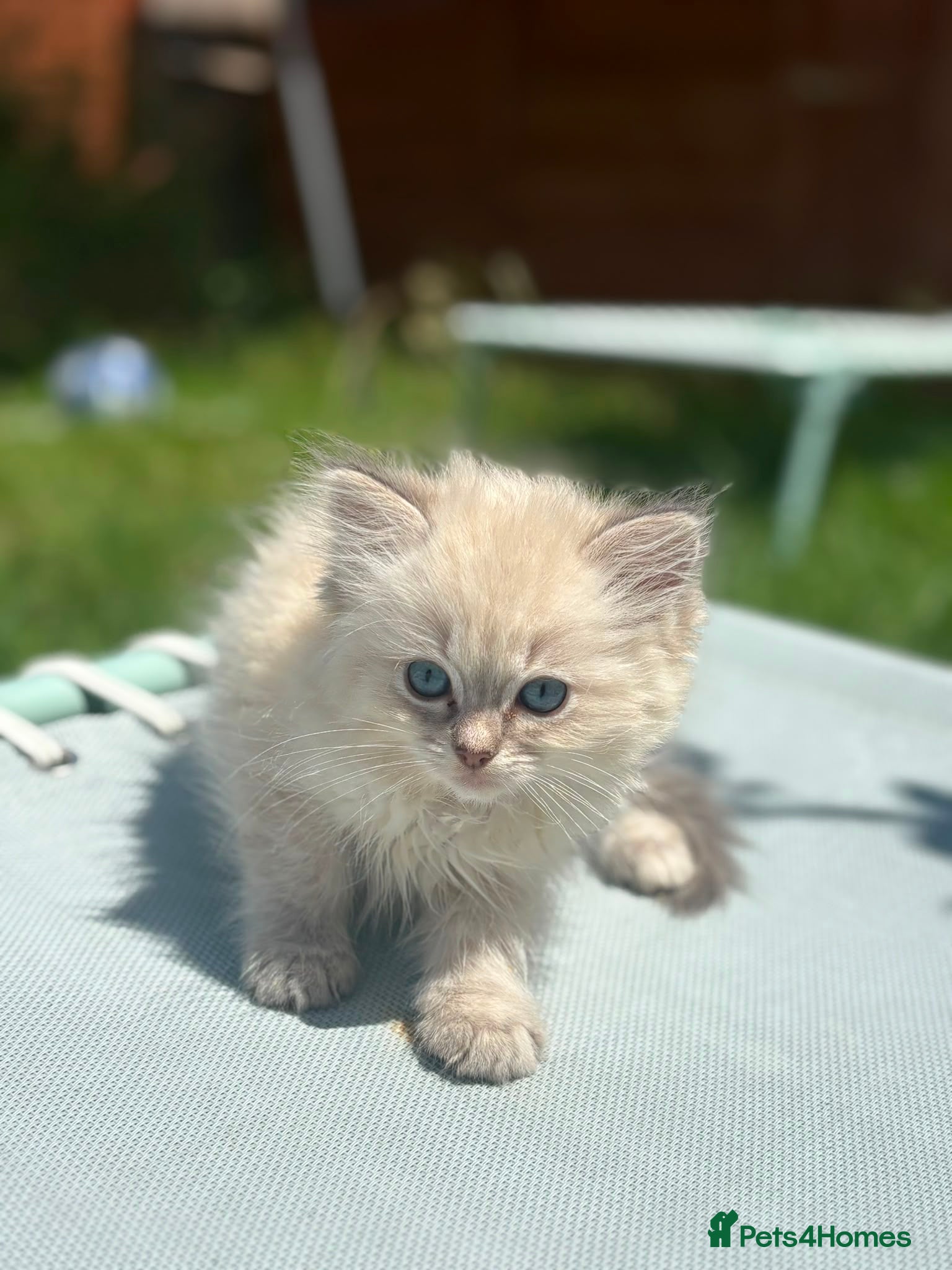 Ragdoll cats Ready to leave! 1 boy left £600 Ragdoll kitten  - Advert 2