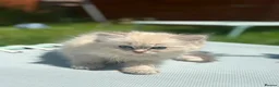 Ragdoll cats for sale: Ready to leave! 1 Blue boy Ragdoll kitten  - Advert 4