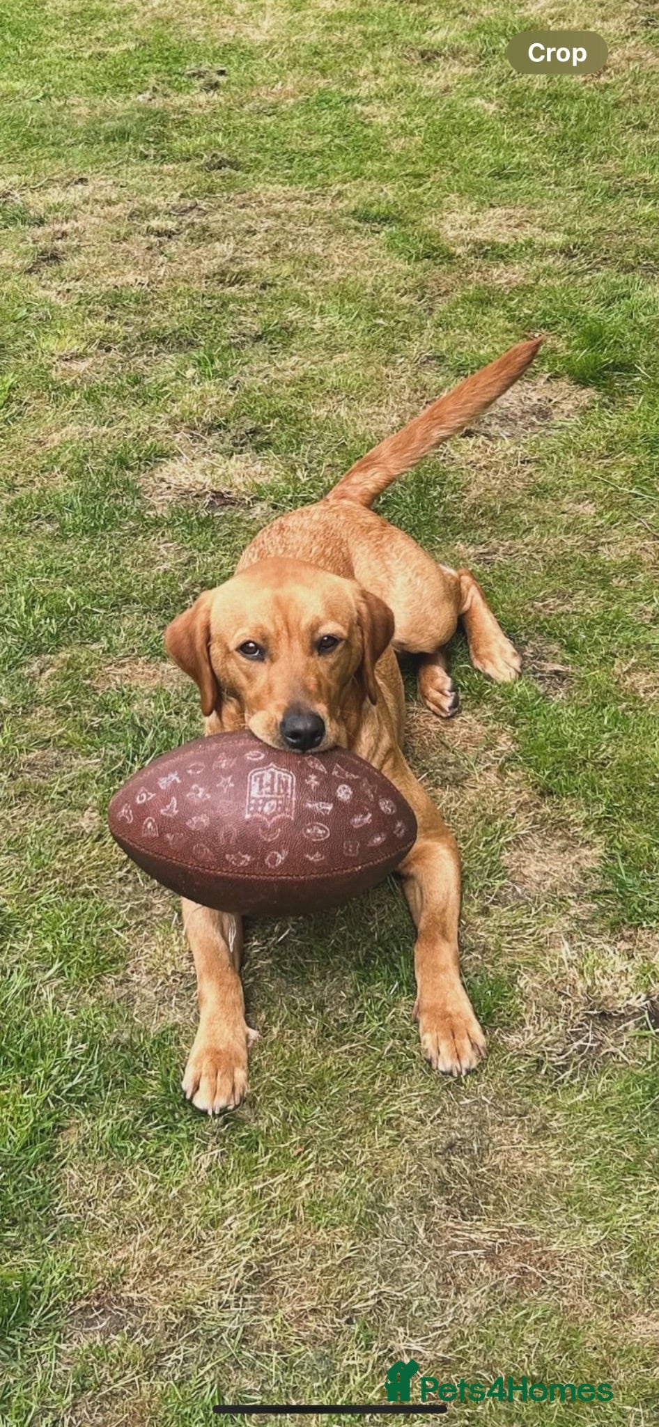 Labrador Retriever dogs Labrador puppies for sale ready now  - Advert 2