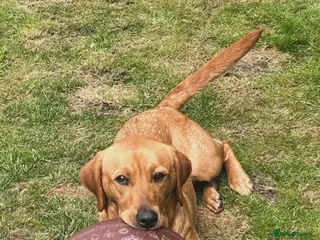 Labrador Retriever dogs Labrador puppies for sale ready now - Advert 2