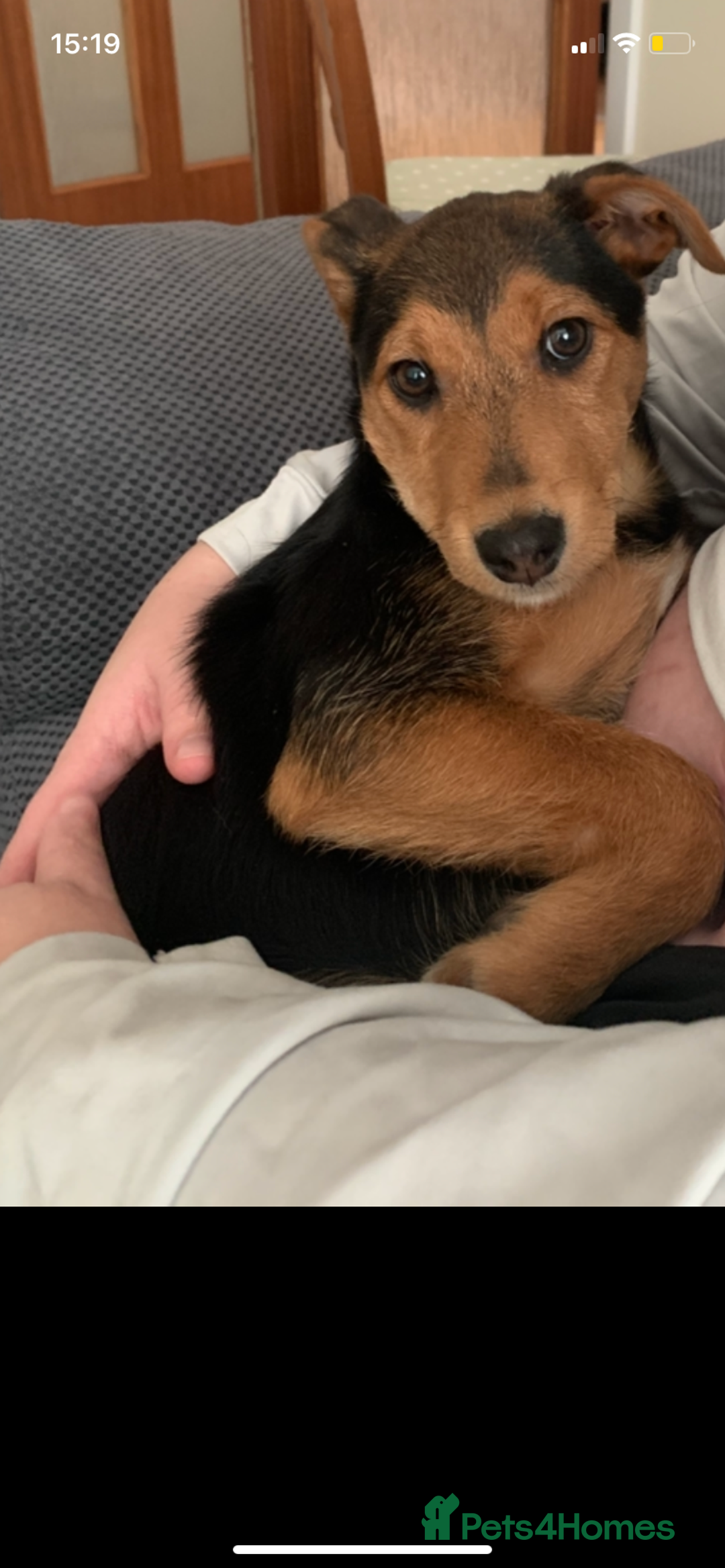 Airedale Terrier dogs for sale: Our little dog - Advert 3