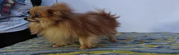 Pomeranian dogs for adoption: 🐾 JASPER – Male Miniature Pomeranian 🐾 in West Malling - Advert 5