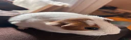 Guinea Pig rodents for sale: Female guinea pigs  - Advert 2