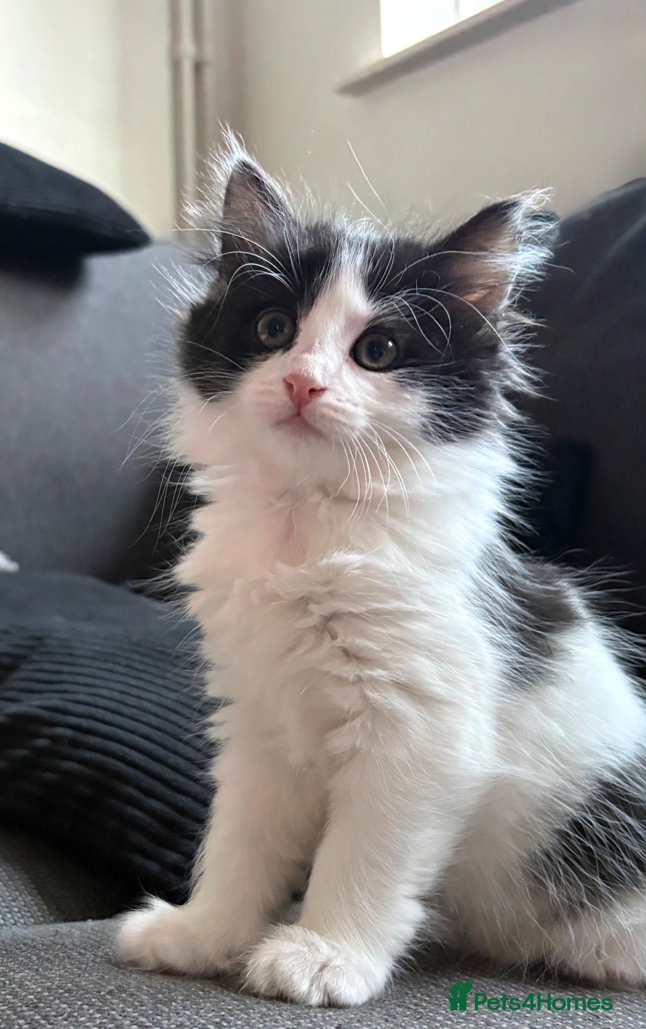 Mixed Breed cats Mixed ragdoll kitten - Advert 4