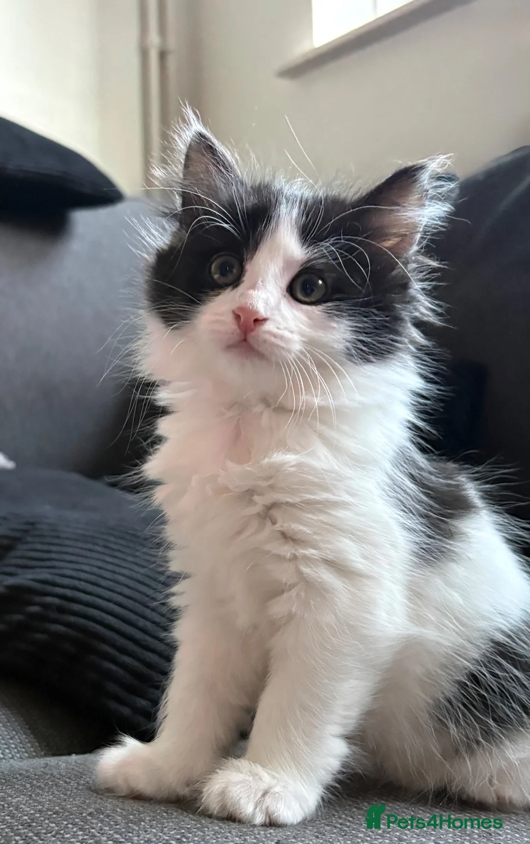 Mixed Breed cats for sale: Mixed ragdoll kitten in Nottingham - Advert 1