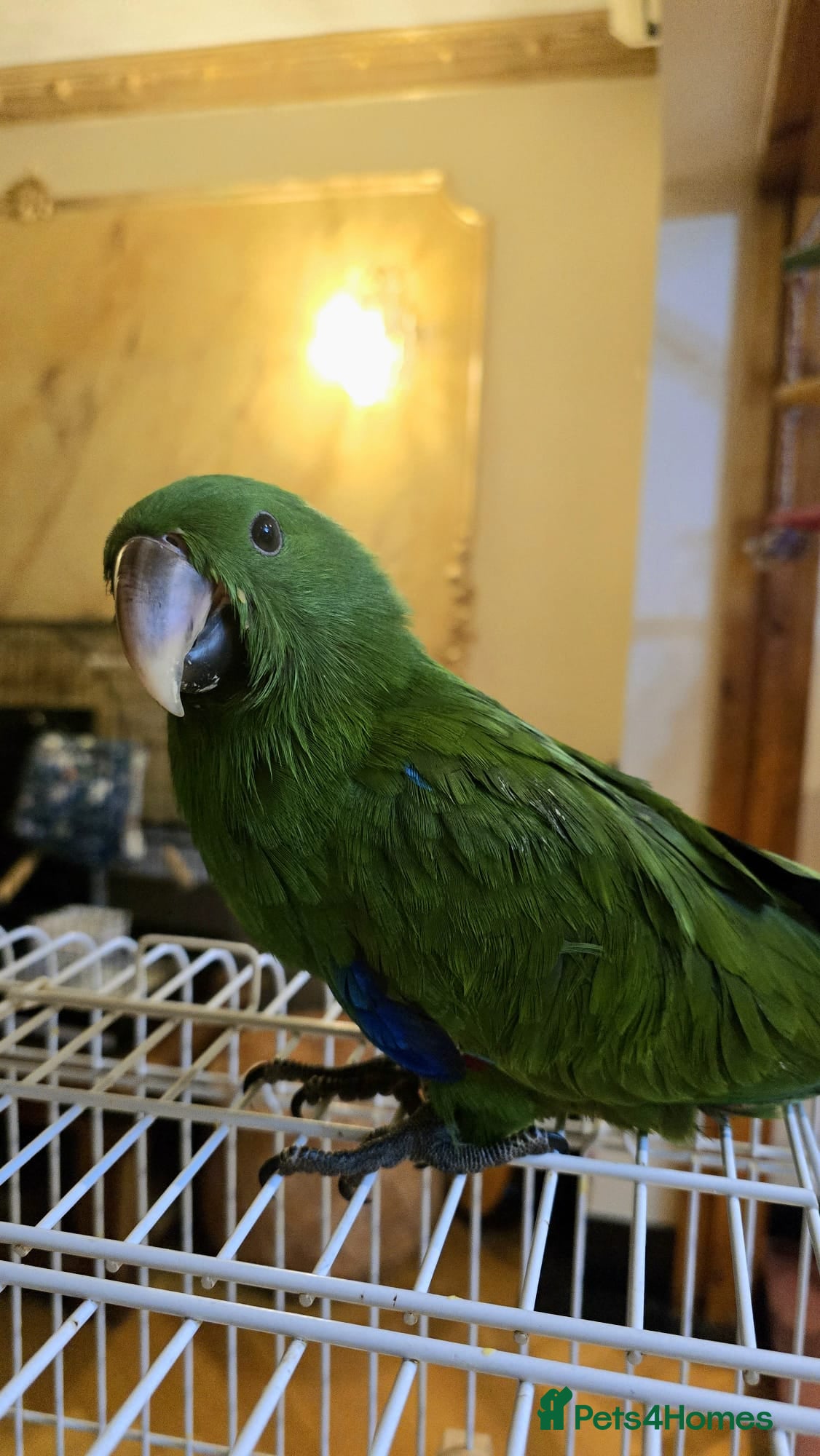 Parrots birds Baby cute tame eclectus - Advert 1