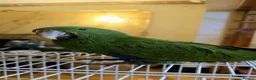 Parrots birds for sale: Baby cute tame eclectus in Greenford - Advert 1