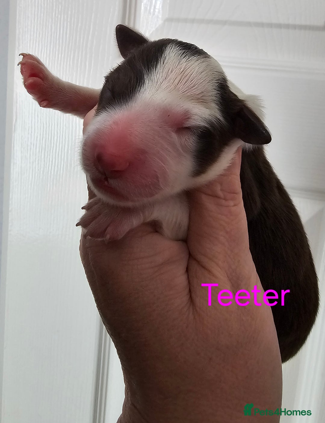 Border Collie dogs for sale: Border collie puppies  - Image 11