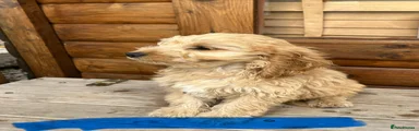 Cockapoo 6