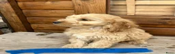 Cockapoo dogs for sale: Cockerpoo - Advert 3