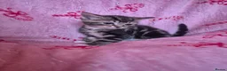 Arabian Mau cats for sale: Male kittens available  - Advert 7